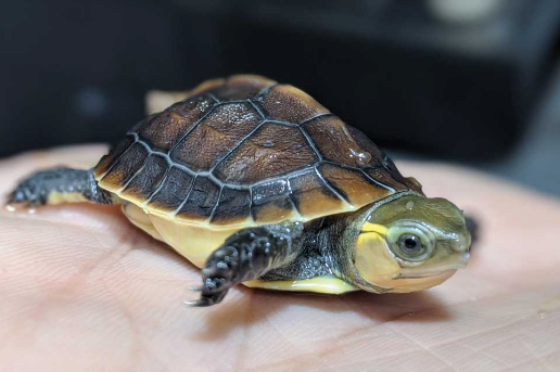 Chinese Box Turtle for Sale