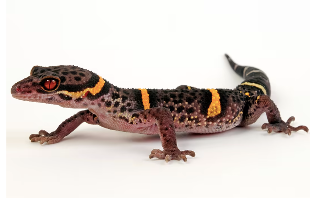 Chinese Cave Gecko for Sale