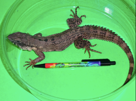 Clubtail Iguana for Sale