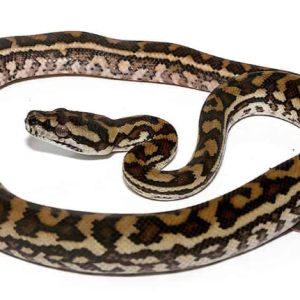 Coastal Carpet Python for Sale