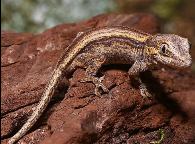 Colored Striped Gargoyle Gecko For Sale