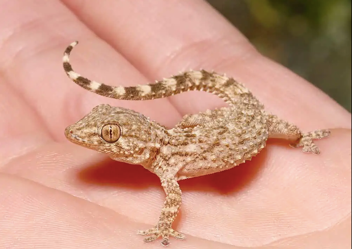 Crocodile Gecko For Sale