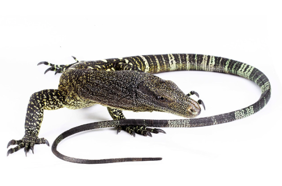 Crocodile Monitor for Sale