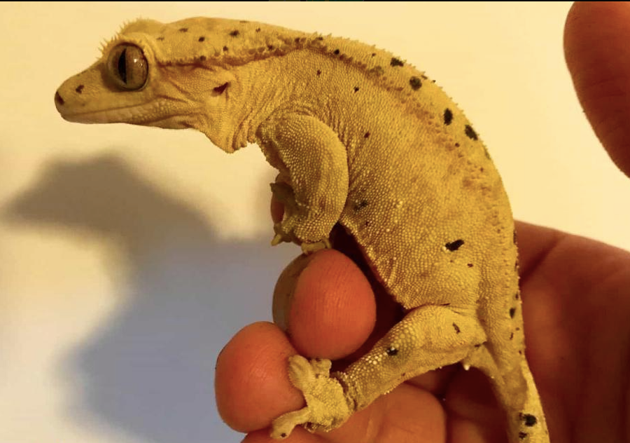 Dalmatian Crested Gecko For Sale