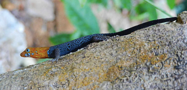 Dwarf Yellow Head Gecko for Sale
