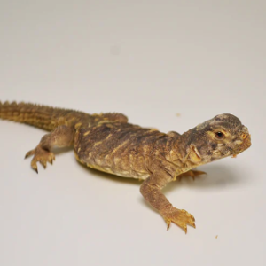 Mali Uromastyx for Sale