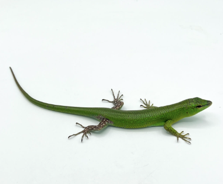 Emerald Tree Skink For Sale
