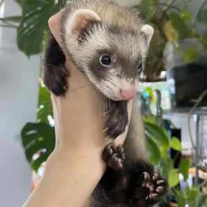 Buy Ferrets, Non-Marshalls Online