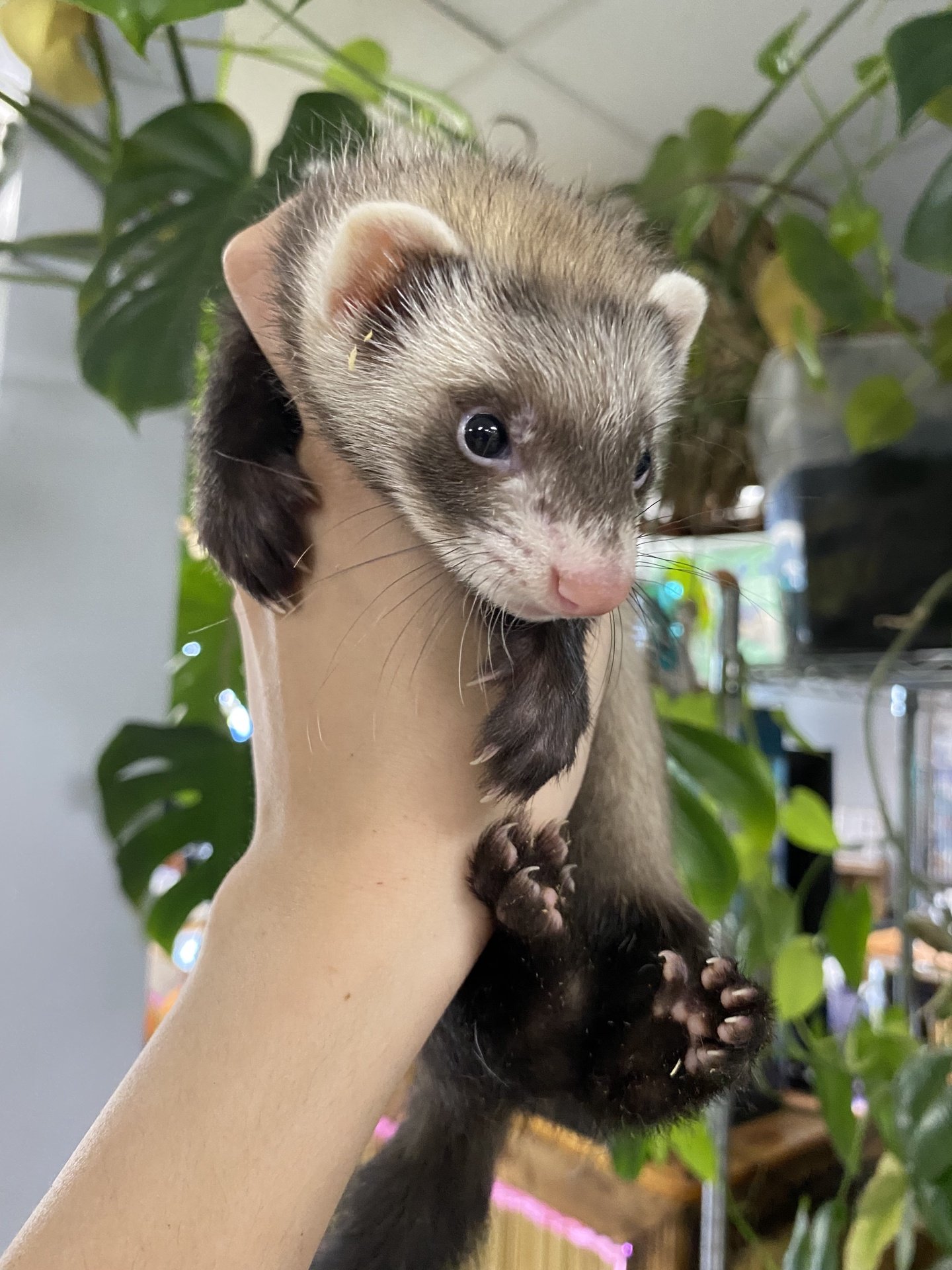 Buy Ferrets, Non-Marshalls Online