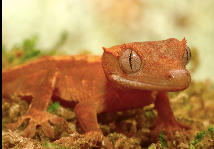 Flame Dalmatian Crested Gecko For Sale