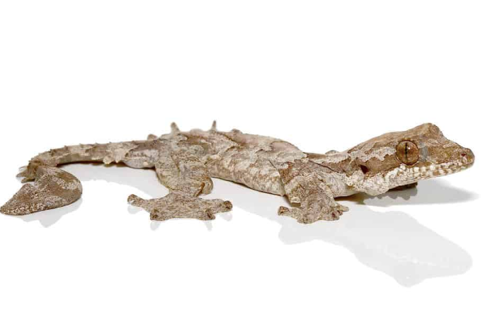 Flying Gecko for Sale