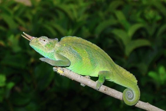 Four Horned Chameleon for Sale