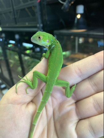 Green Iguana for Sale