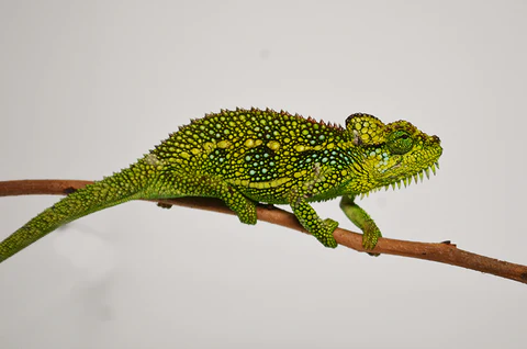 Helmeted Chameleon for Sale