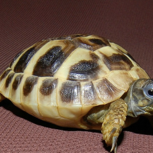 Hermanns Tortoise for Sale