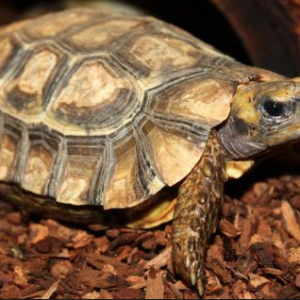 Home’s Hingeback Tortoise for Sale