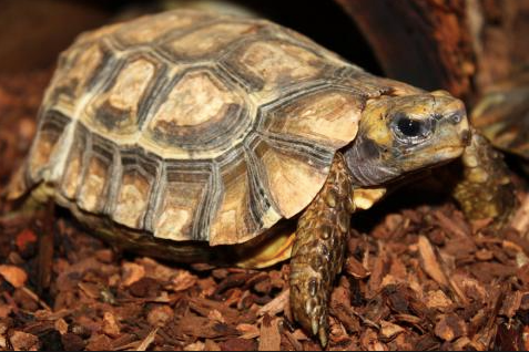 Home’s Hingeback Tortoise for Sale