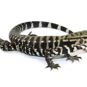 Ice Tegu Het Albino For Sale