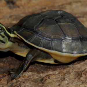 Asian Box Turtle For Sale