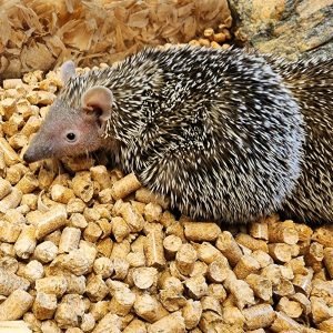 Buy Lesser Tenrecs Online
