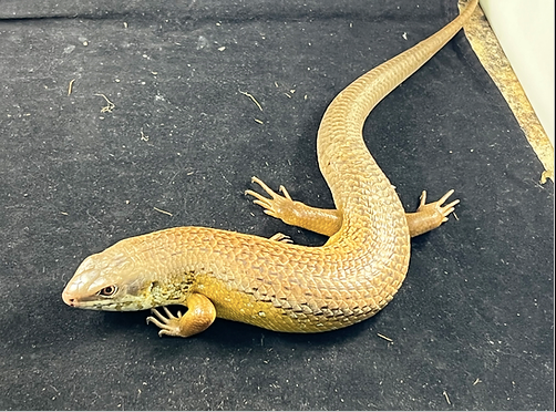 Major Skink Skink For Sale