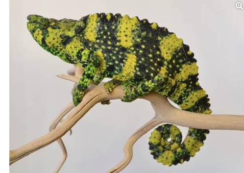 Meller’s Chameleon for Sale