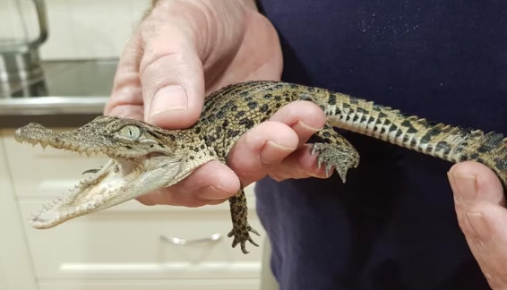 Morelet’s Crocodile for Sale