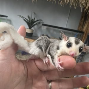 Buy Mosaic Sugar Glider Online