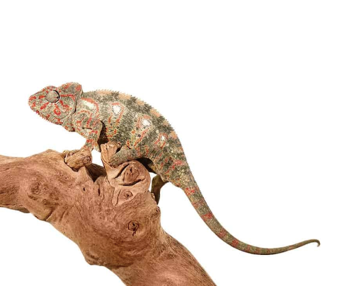 Oustalet’s Chameleon for Sale