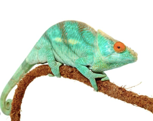 Parson’s Chameleon for Sale