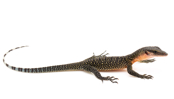 Peach Throat Monitor for Sale