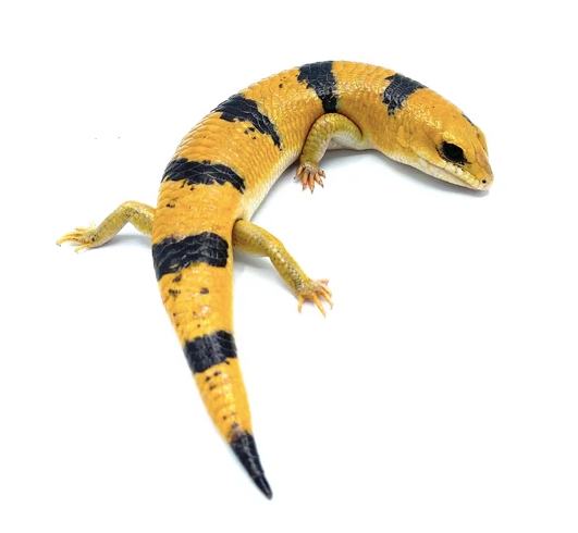 Peter’s Banded Skink for Sale