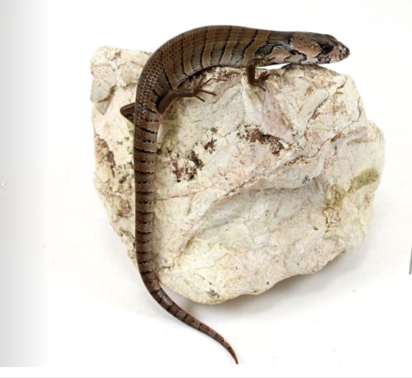 Pink Tongue Skink for Sale