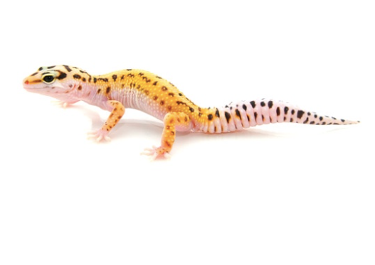 Pinstripe Leopard Gecko for Sale