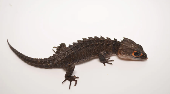 Red Eyed Crocodile Skink for Sale