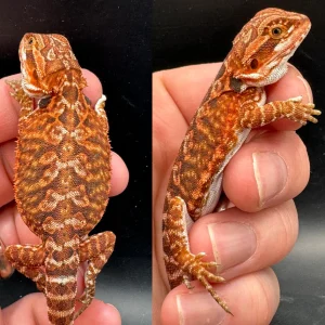 Buy Red Fire Female Bearded Dragon Online.