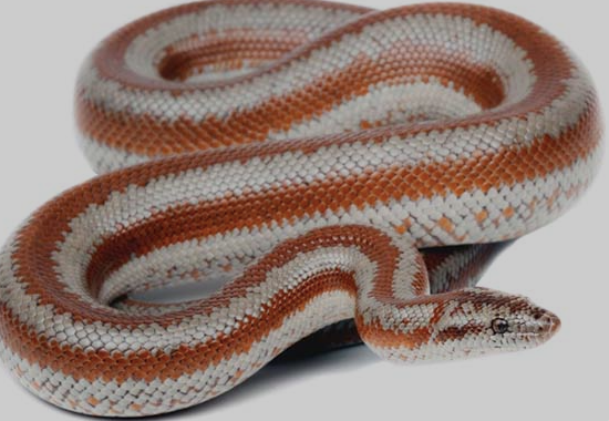 Rosy Boa for Sale
