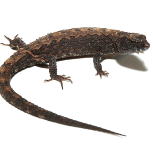 Schmidts Helmeted Skink For Sale