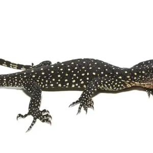 Solomon Island Mangrove Monitor For Sale