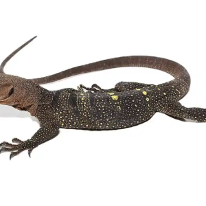 Buy Spiny Neck Monitor Online