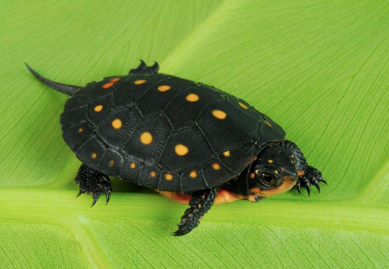 Spotted Turtle for Sale