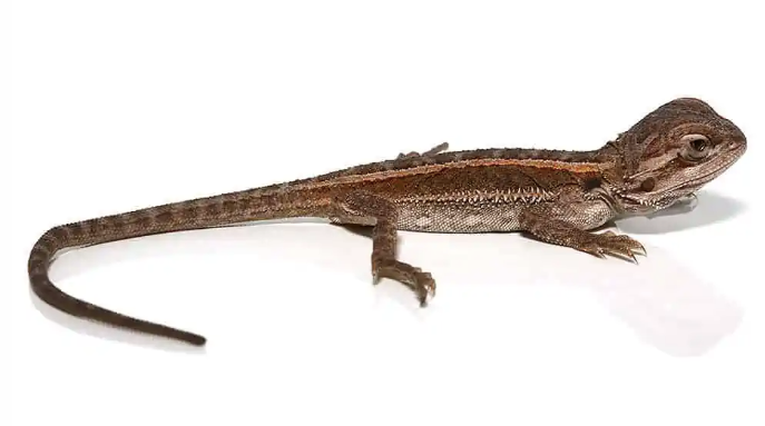 Striped Bearded Dragon For Sale