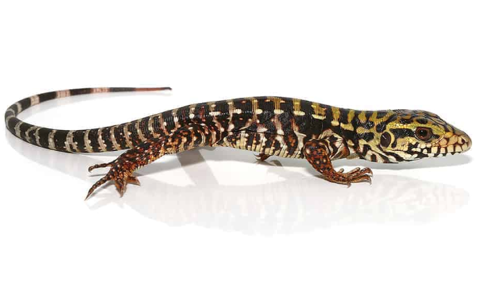 Super Red Tegu For Sale