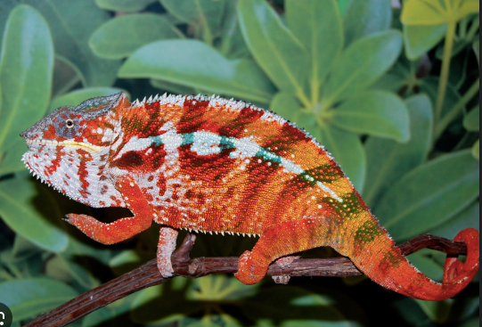 Tamatave Panther Chameleon For Sale