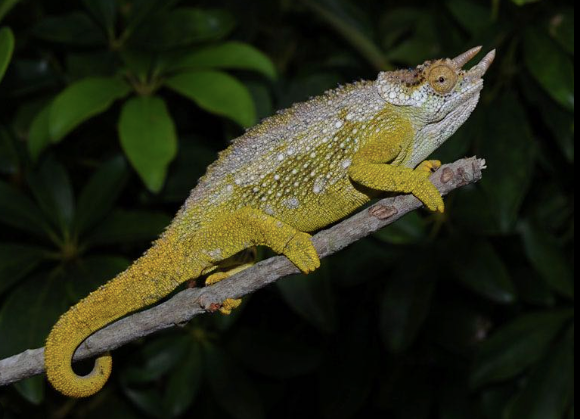 Three Horned Chameleon for Sale
