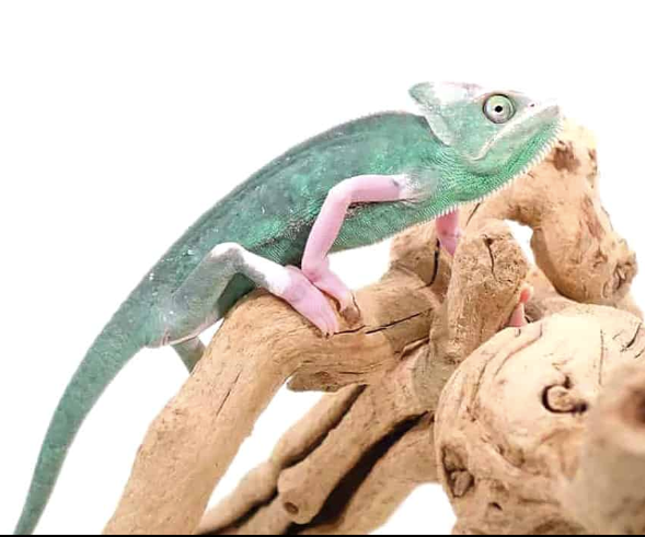 Translucent Veiled Chameleon (9-11 Inch) For Sale