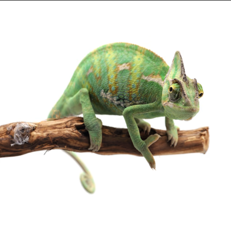 Veiled Chameleon for Sale