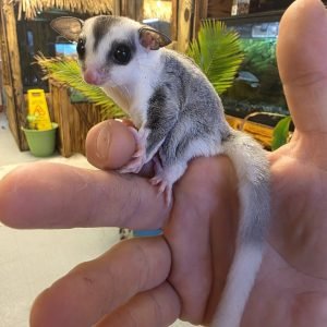 Buy WFB Mosaic male Sugar Glider Online