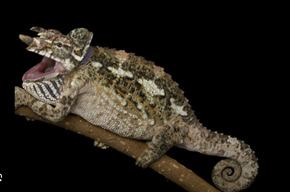 Werner’s Chameleon for Sale