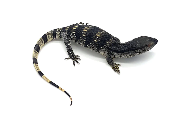 Baby White Throat Monitor for Sale